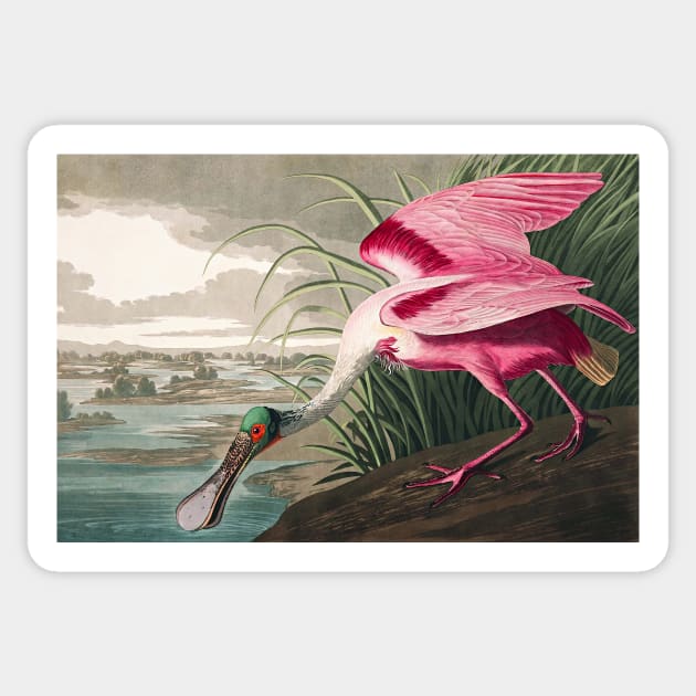 Roseate Spoonbill Robert Havell after John James Audubon 1827 Art Print Sticker by ZiggyPrint
